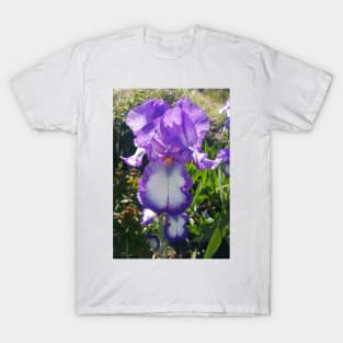 Gorgeous Purple and White Bearded Iris Flower T-Shirt